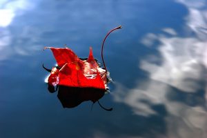 red-leaf-blue-water-rfl